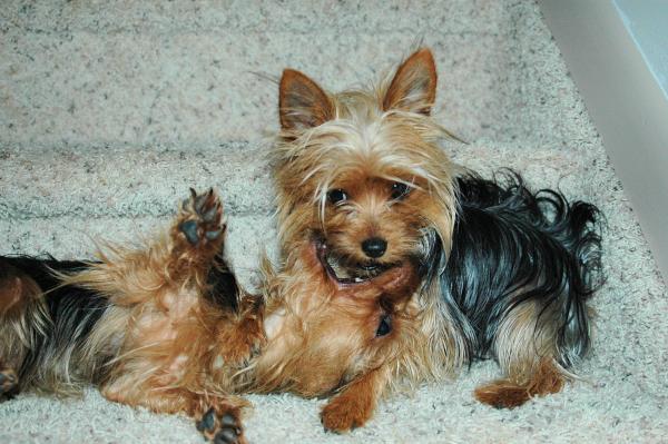Jersey and Lilly Playing