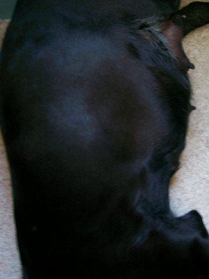 Canada is obviously about ready to burst forth a litter of pups. She's an AKC reg black Lab who has large healthy littrs, and is an excellent mom to them. She's extremely affectionate and lays at my feet or follows me where ever I go.
She's a very powerful dog with a beautiful coat.